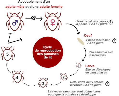 Cycle de reproduction des punaises de lit